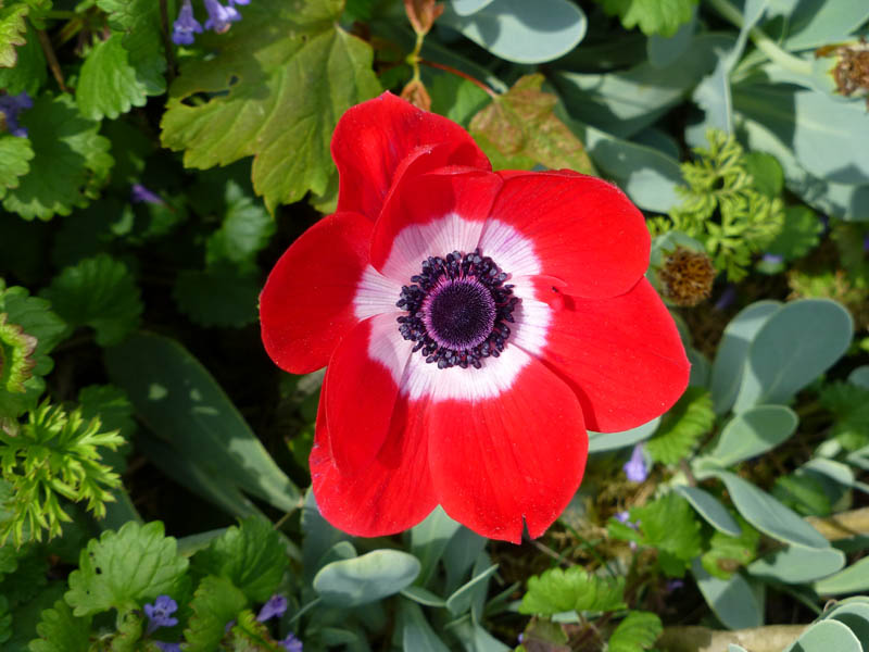 Anemone coronaria 'rouge'